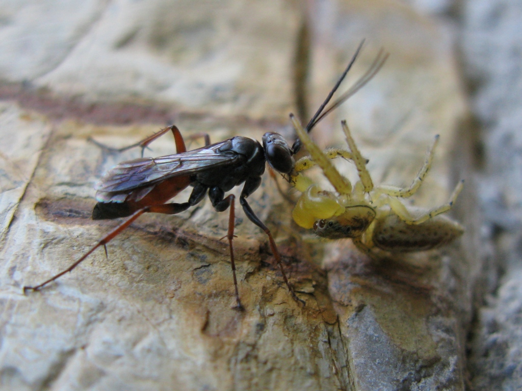 Pompilidae con preda: giovane maschio di Marpissa pomatia